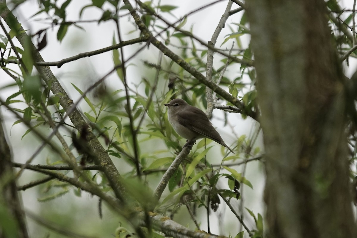 Garden Warbler - ML642826881
