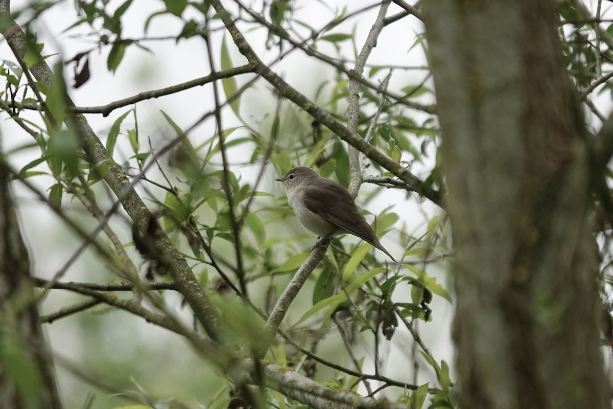 Garden Warbler - ML642826884