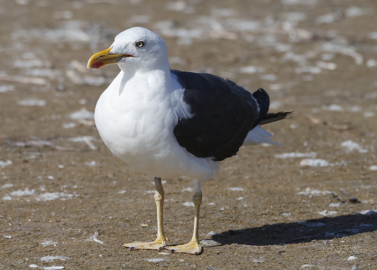 Lesser Black-backed Gull - ML642826886