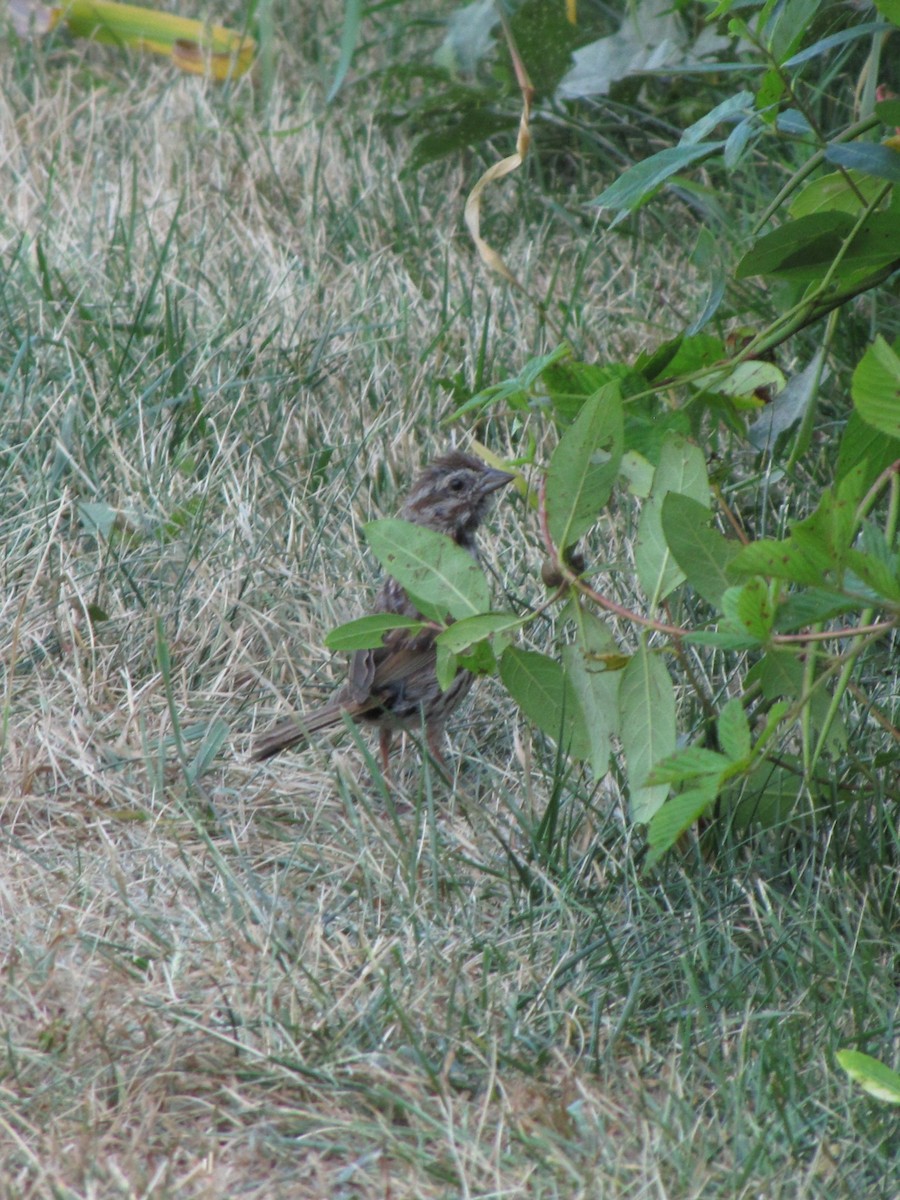 Song Sparrow - ML642826892