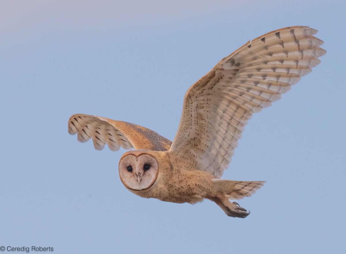 American Barn Owl - ML642826893