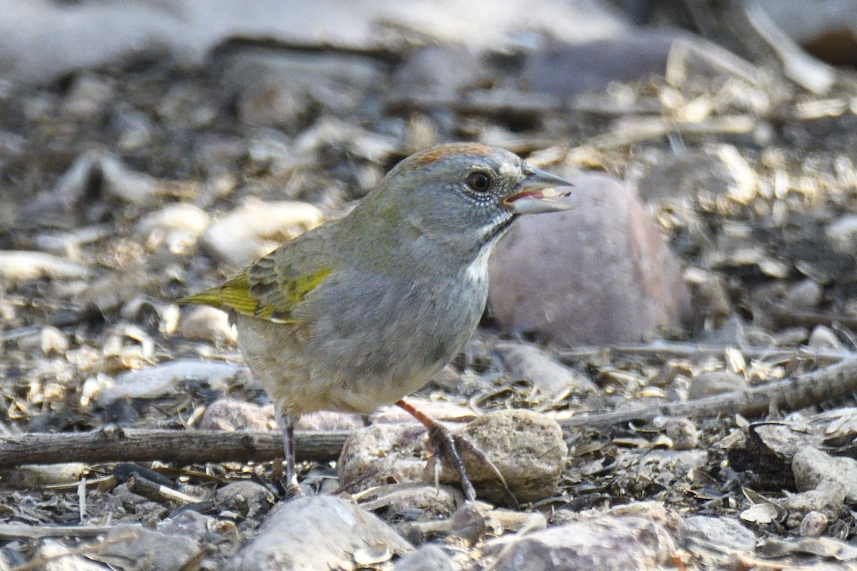 Green-tailed Towhee - ML642826895