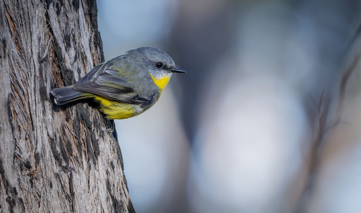 Eastern Yellow Robin - ML642826898