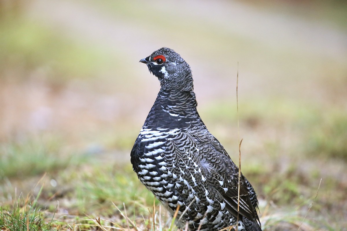 Spruce Grouse - ML642826899