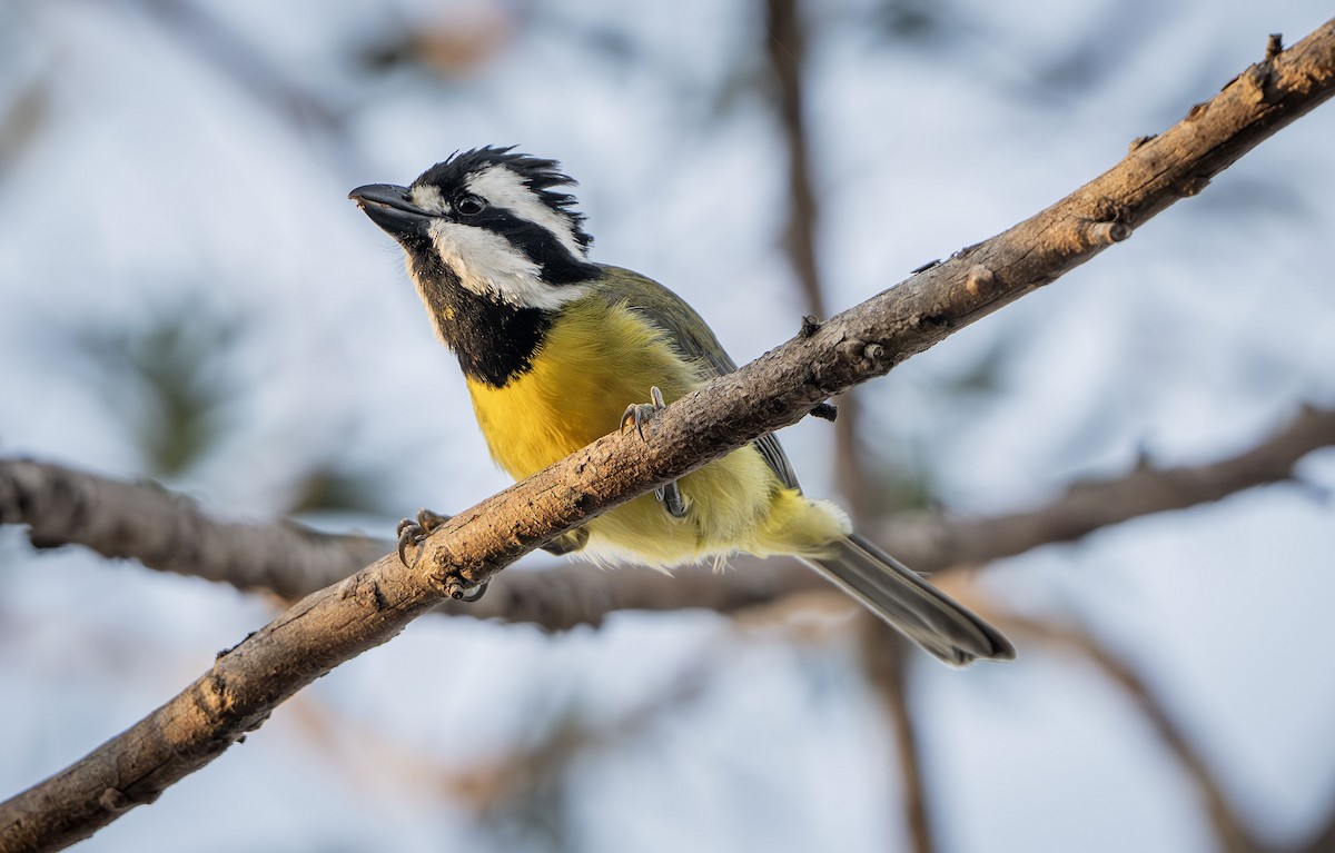 Eastern Shrike-tit - ML642826904