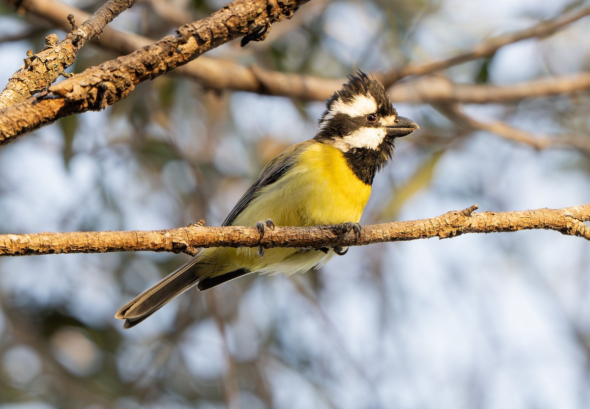 Eastern Shrike-tit - ML642826905