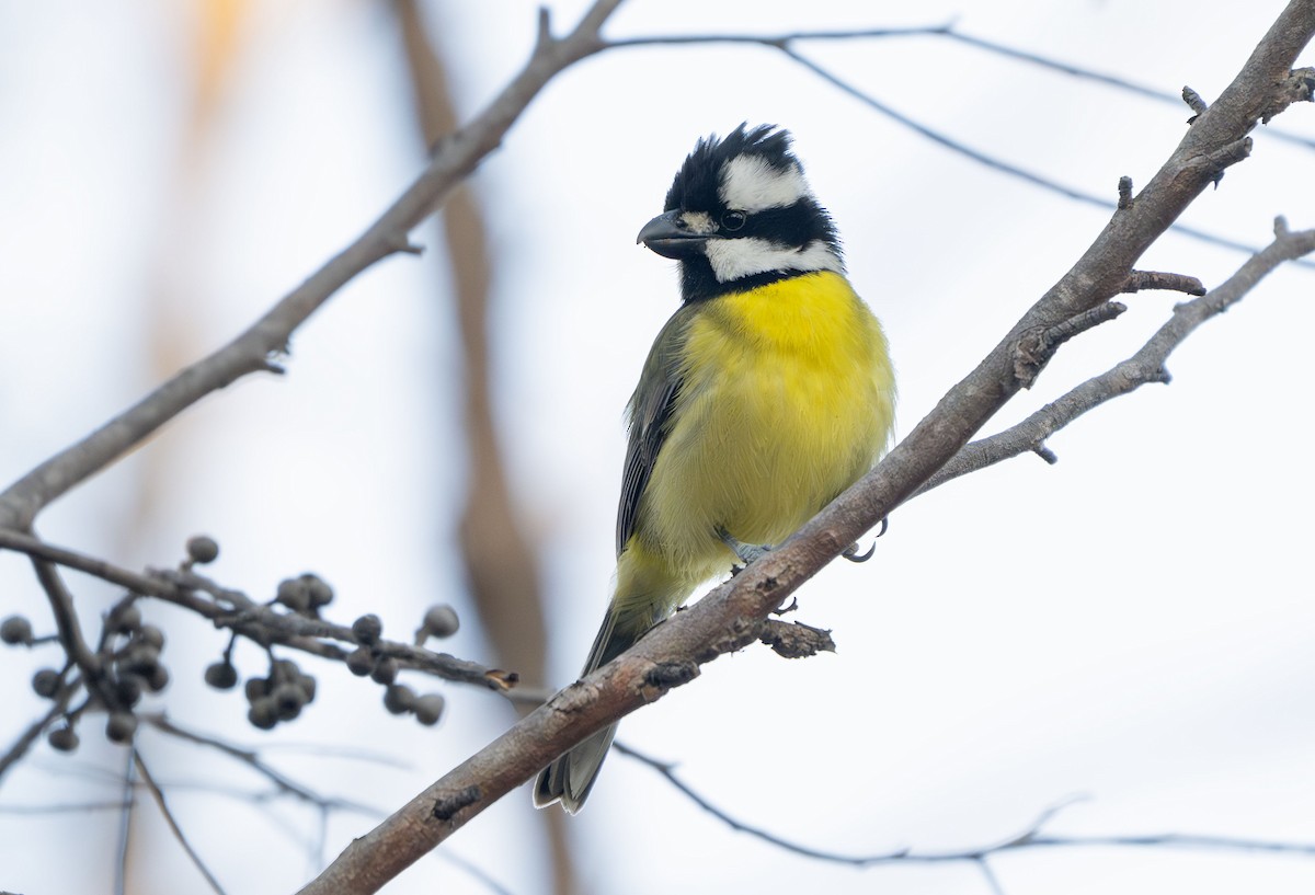 Eastern Shrike-tit - ML642826906