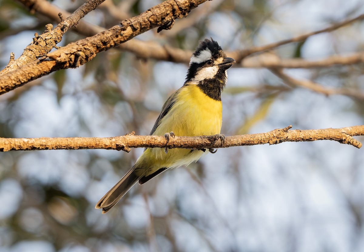 Eastern Shrike-tit - ML642826907