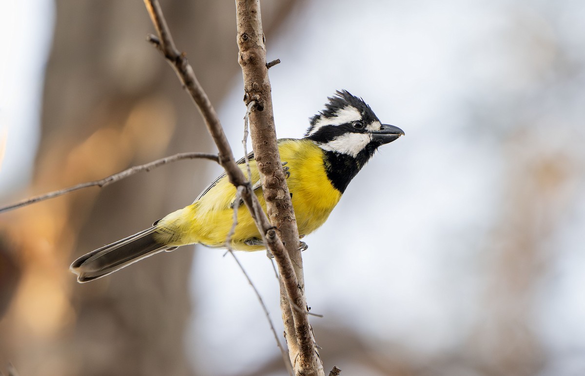 Eastern Shrike-tit - ML642826908