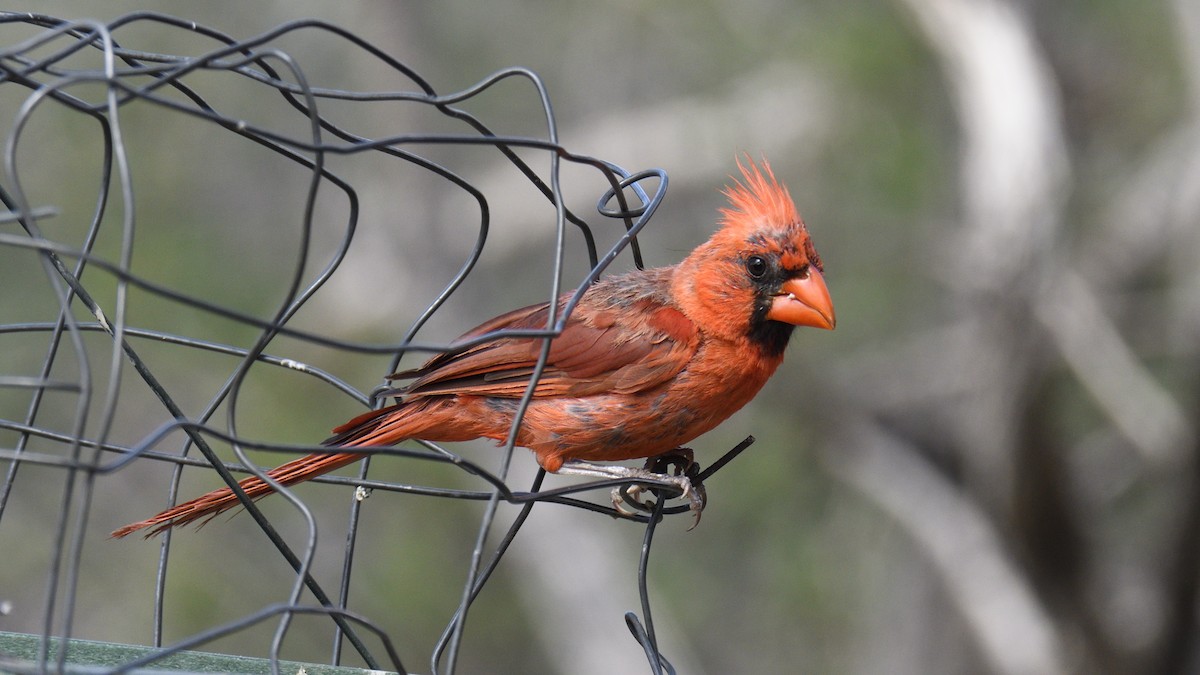 Cardinal rouge - ML642826910
