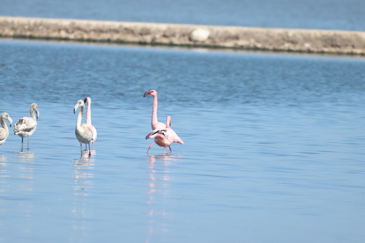 Lesser Flamingo - ML642826911