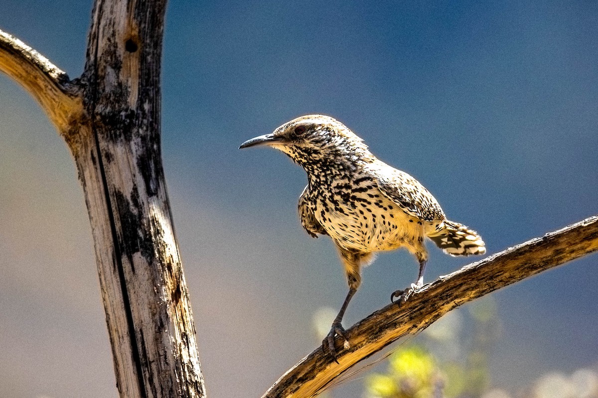 Cactus Wren - ML642826922