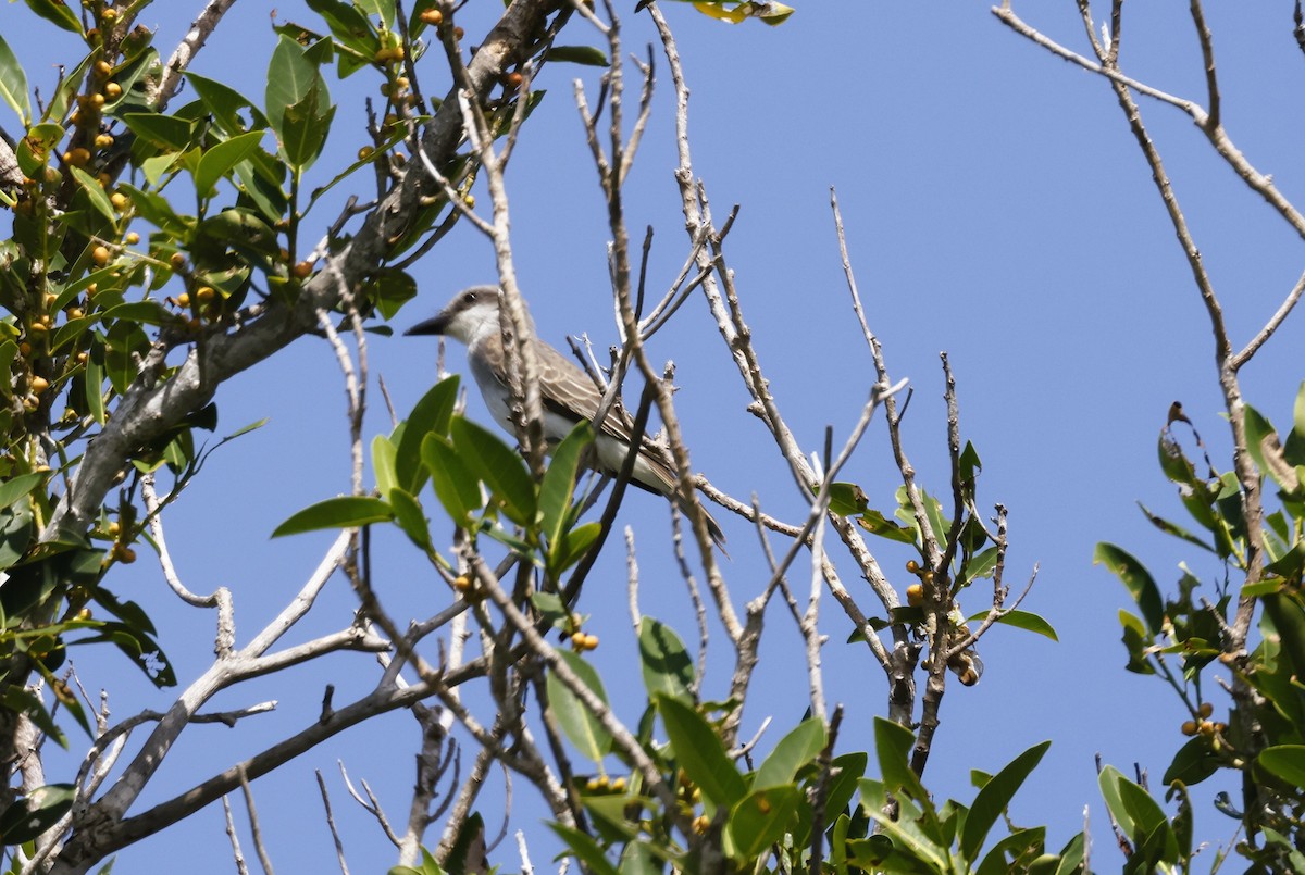 Gray Kingbird - ML642826950