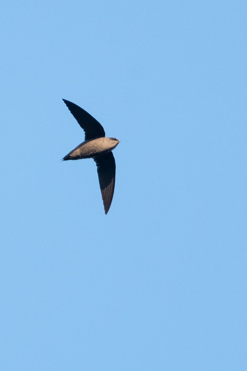 Short-tailed Swift - ML642826957