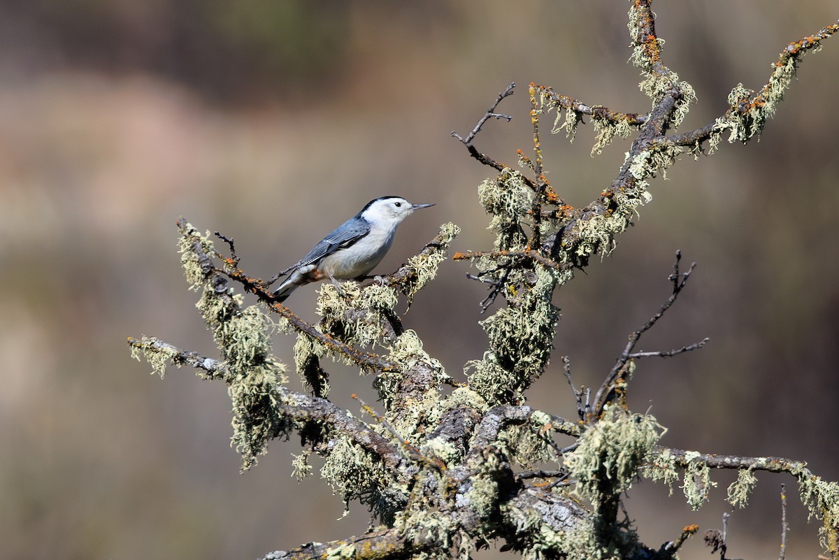 White-breasted Nuthatch - ML642826962