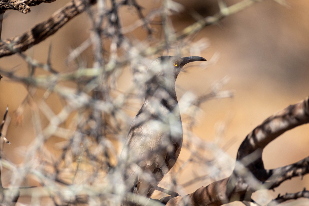 Curve-billed Thrasher - ML642826984