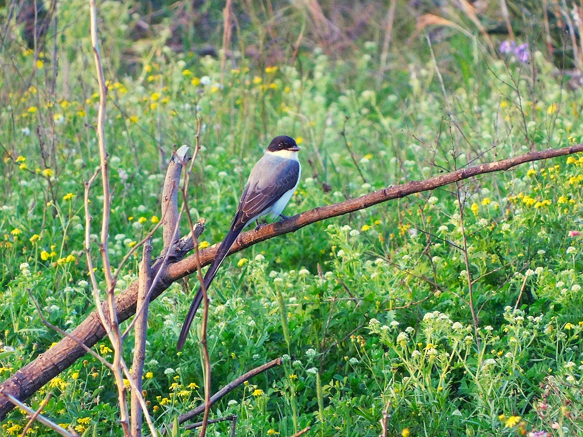 Fork-tailed Flycatcher - ML642826985
