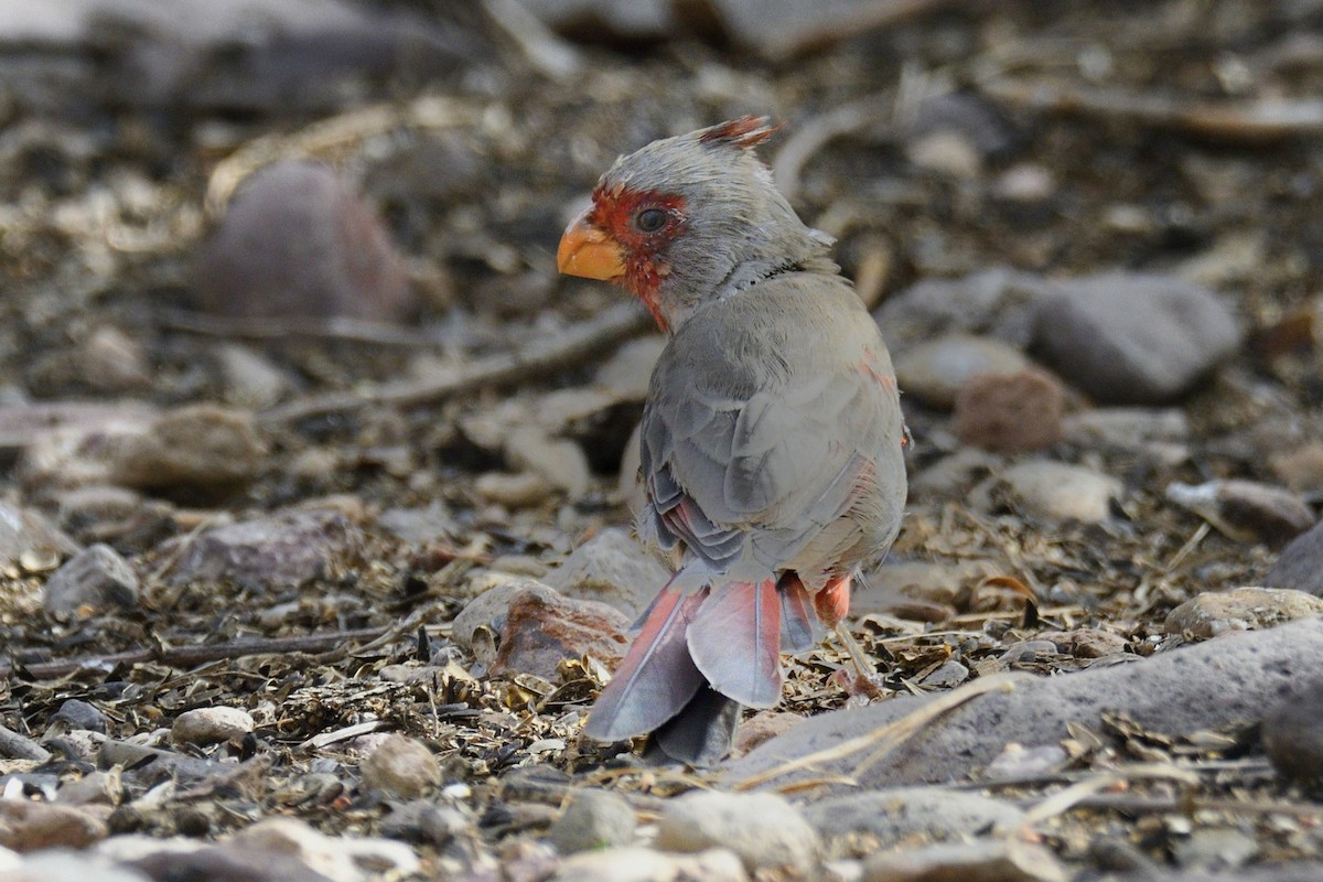ムネアカコウカンチョウ - ML642826991