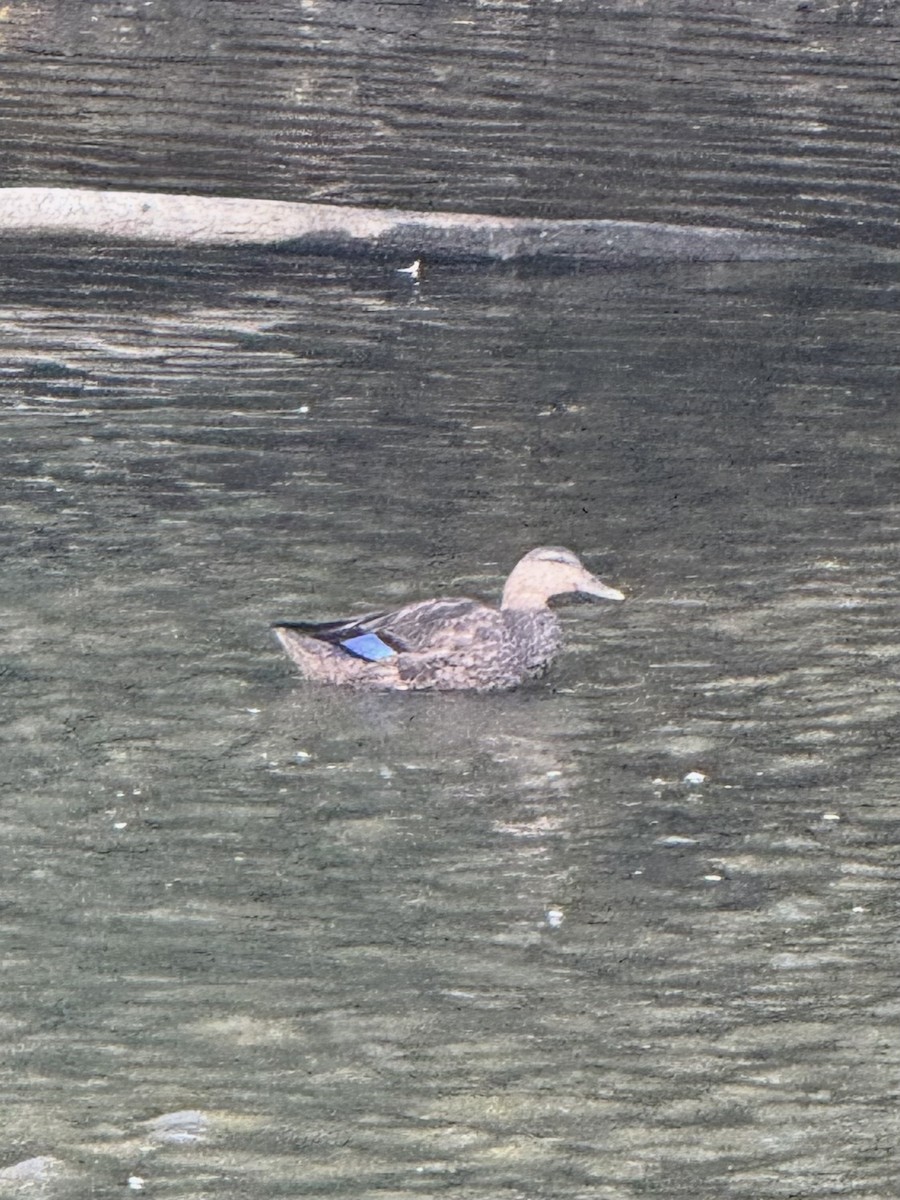American Black Duck - ML642826992
