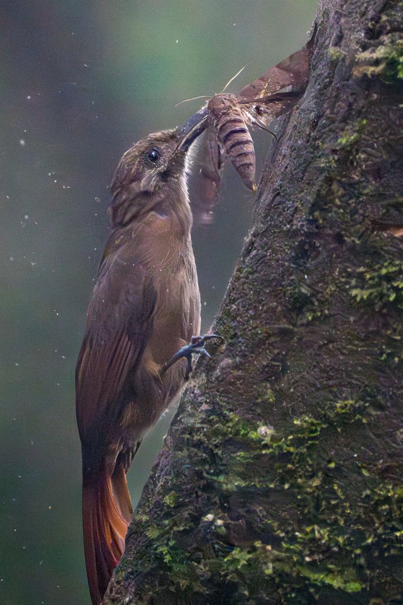Plain-brown Woodcreeper - ML642826993