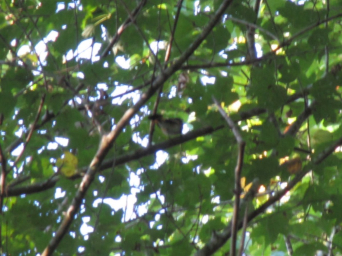 American Redstart - ML642826998
