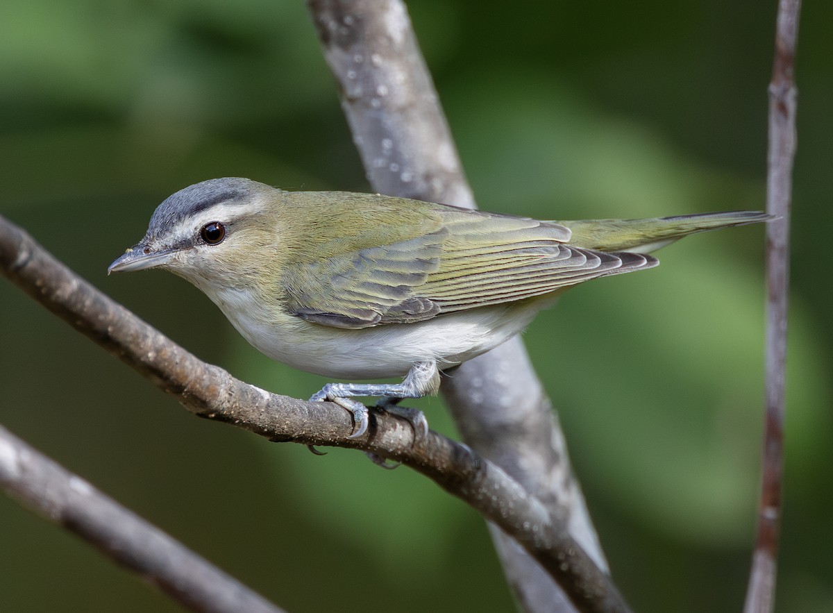 Red-eyed Vireo - ML642827005