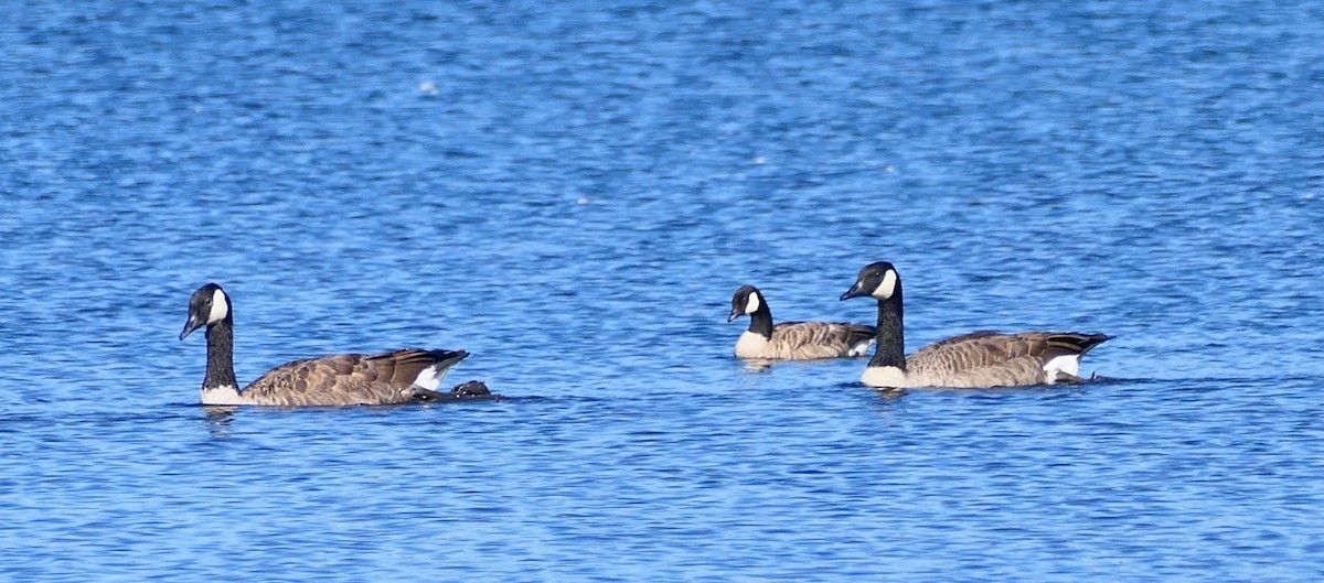 Cackling Goose - ML642827006