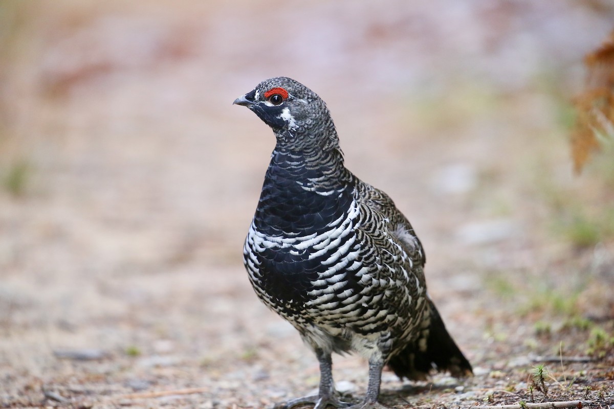 Spruce Grouse - ML642827007