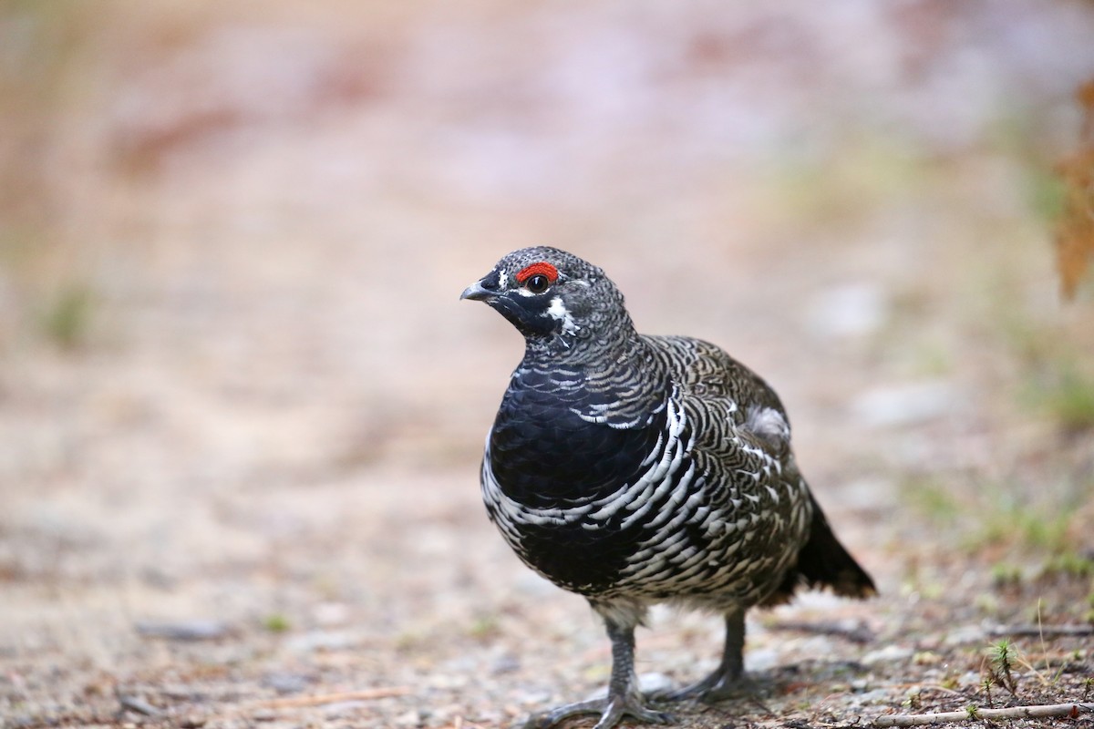 Spruce Grouse - ML642827029