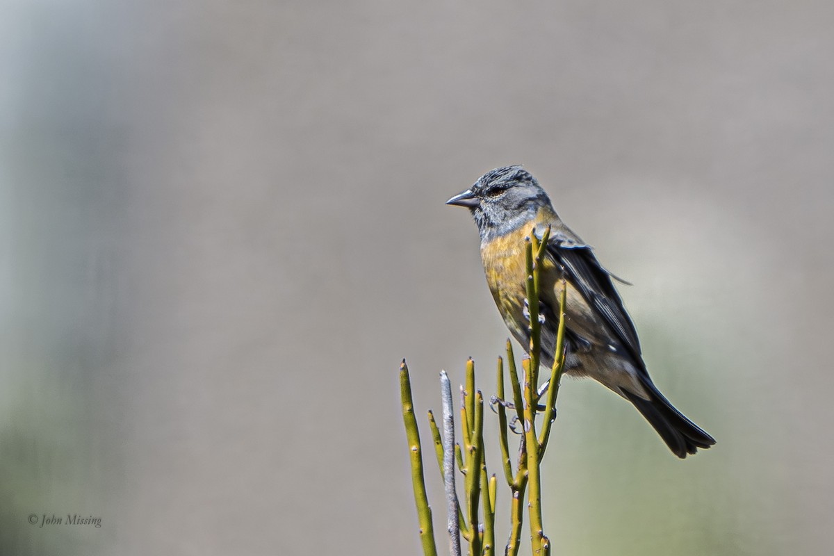 Gray-hooded Sierra Finch - ML642827030