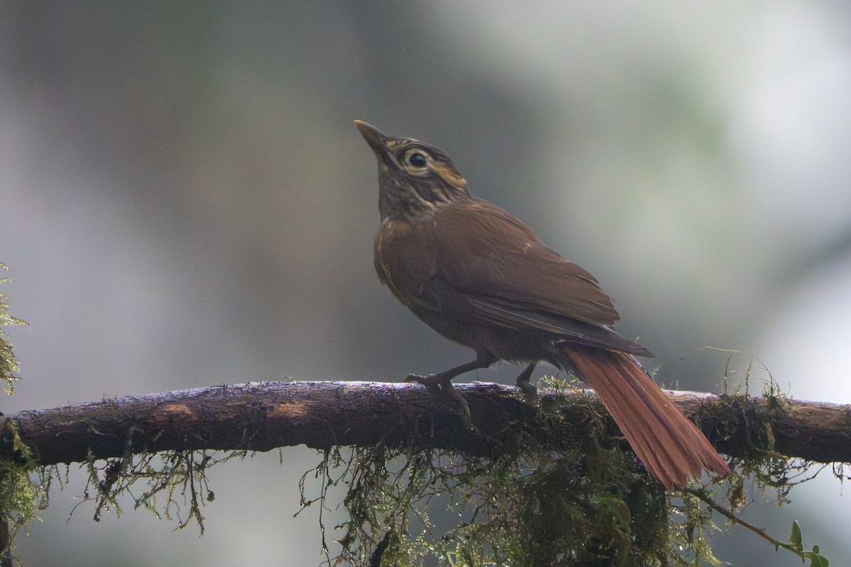 Scaly-throated Foliage-gleaner - ML642827040