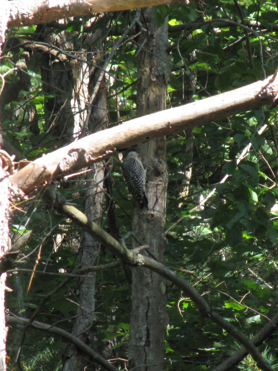 Red-bellied Woodpecker - ML642827050