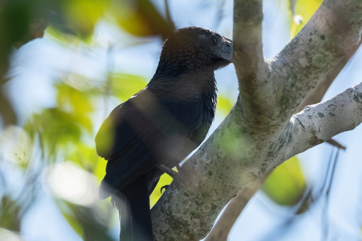 Groove-billed Ani - ML642827053
