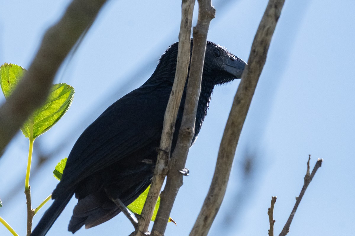 Groove-billed Ani - ML642827054