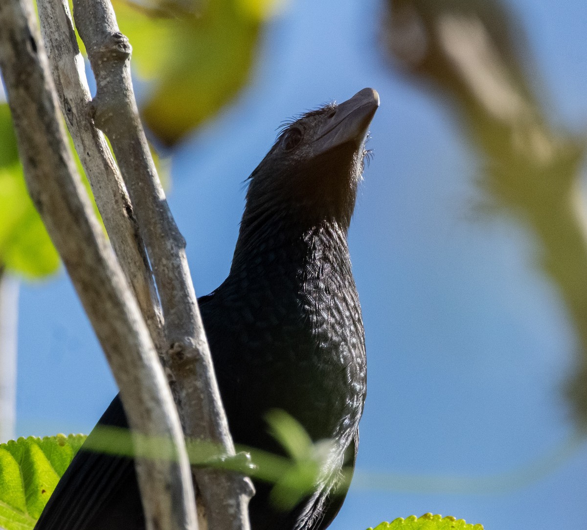 Groove-billed Ani - ML642827055