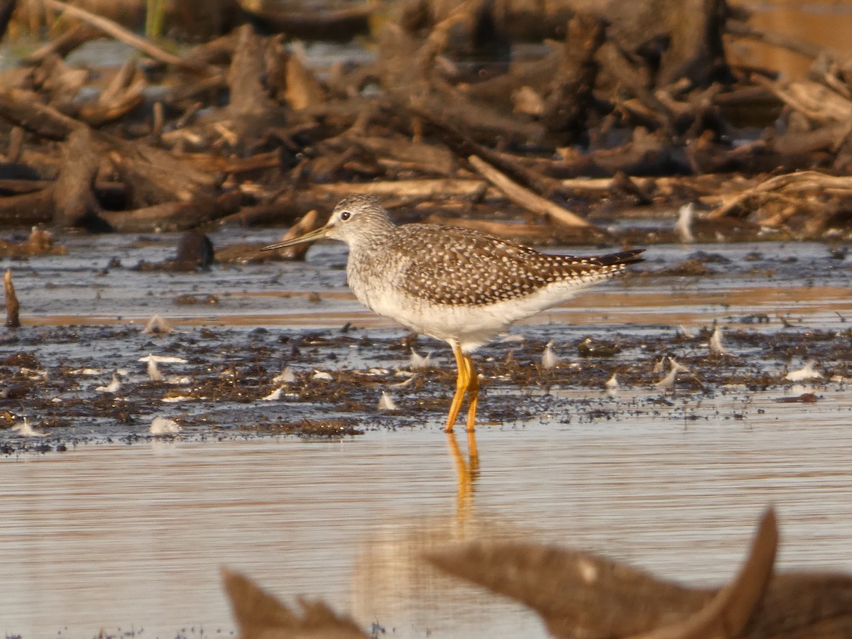 Greater Yellowlegs - ML642827058
