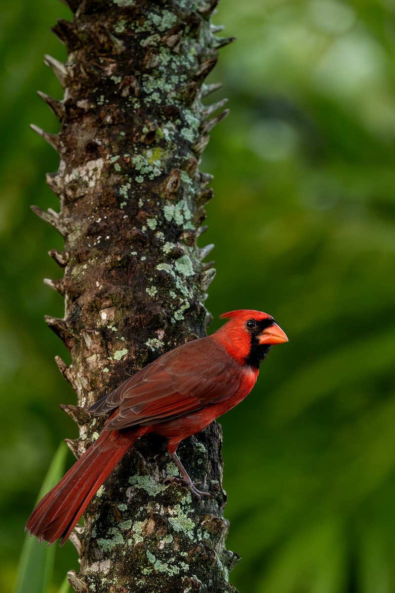 Cardinal rouge - ML642827066