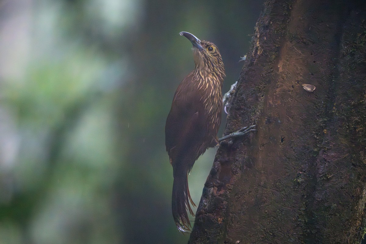 Strong-billed Woodcreeper - ML642827073