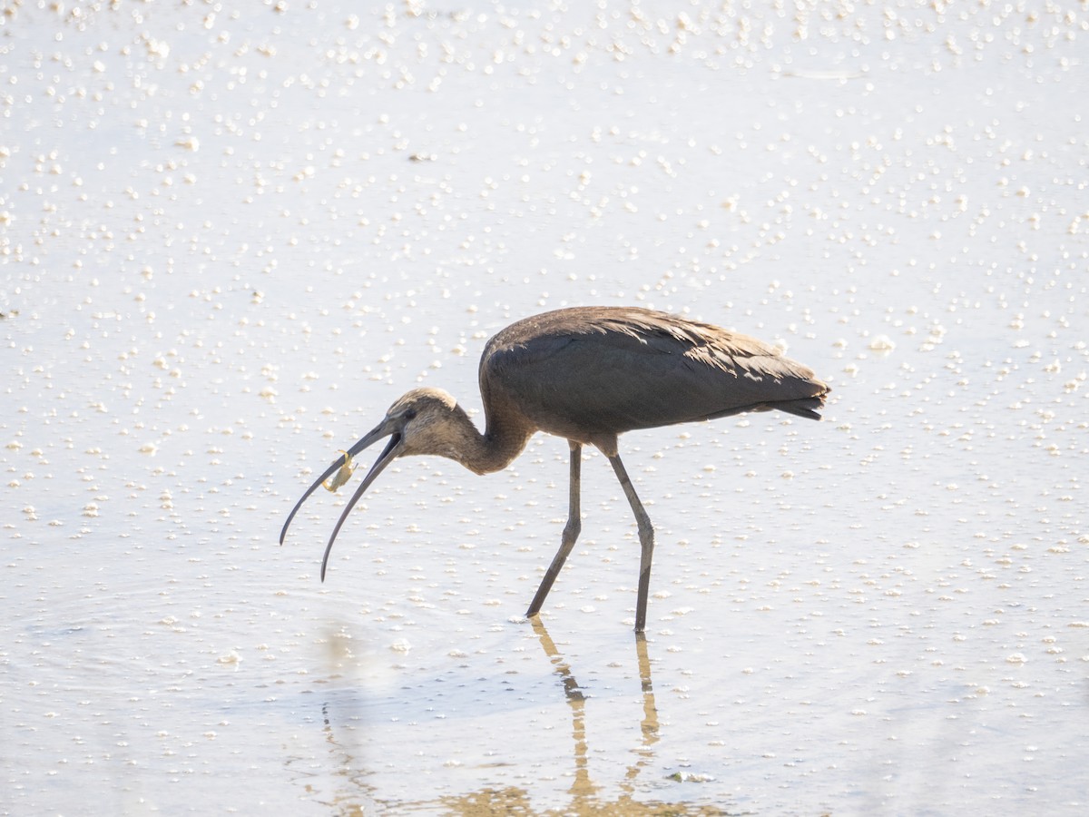 Glossy Ibis - ML642827083