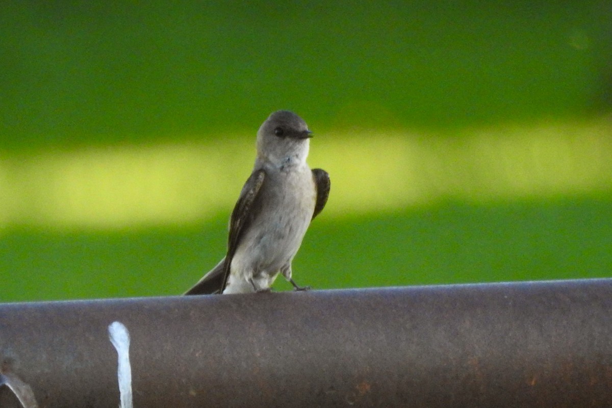 Northern Rough-winged Swallow - ML642827084
