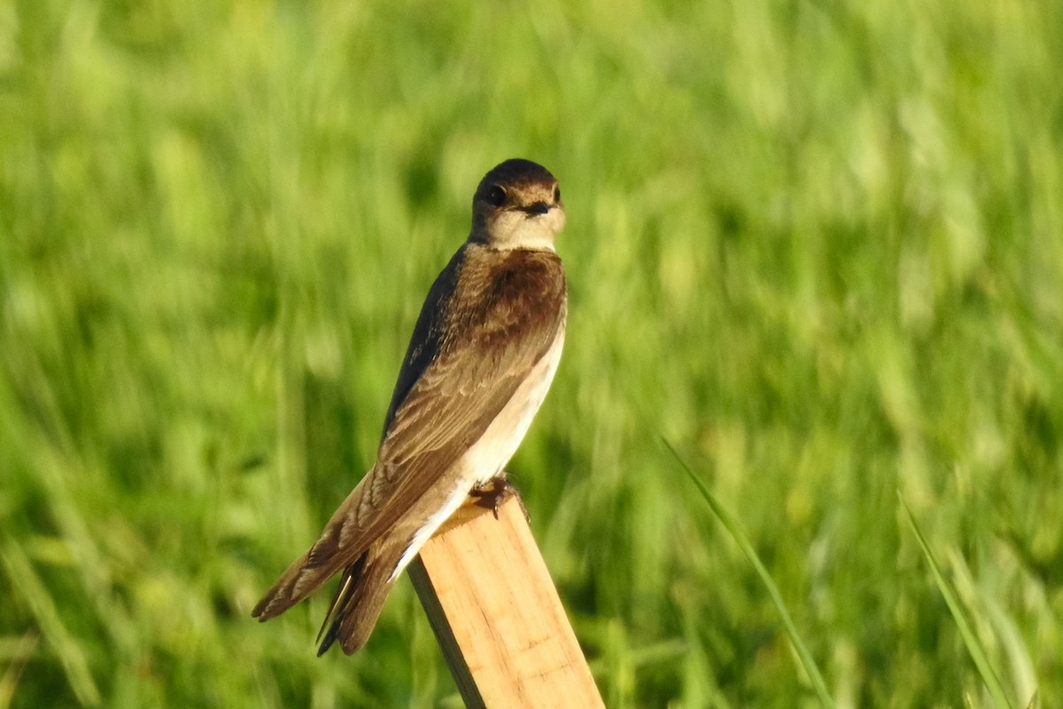 Northern Rough-winged Swallow - ML642827085