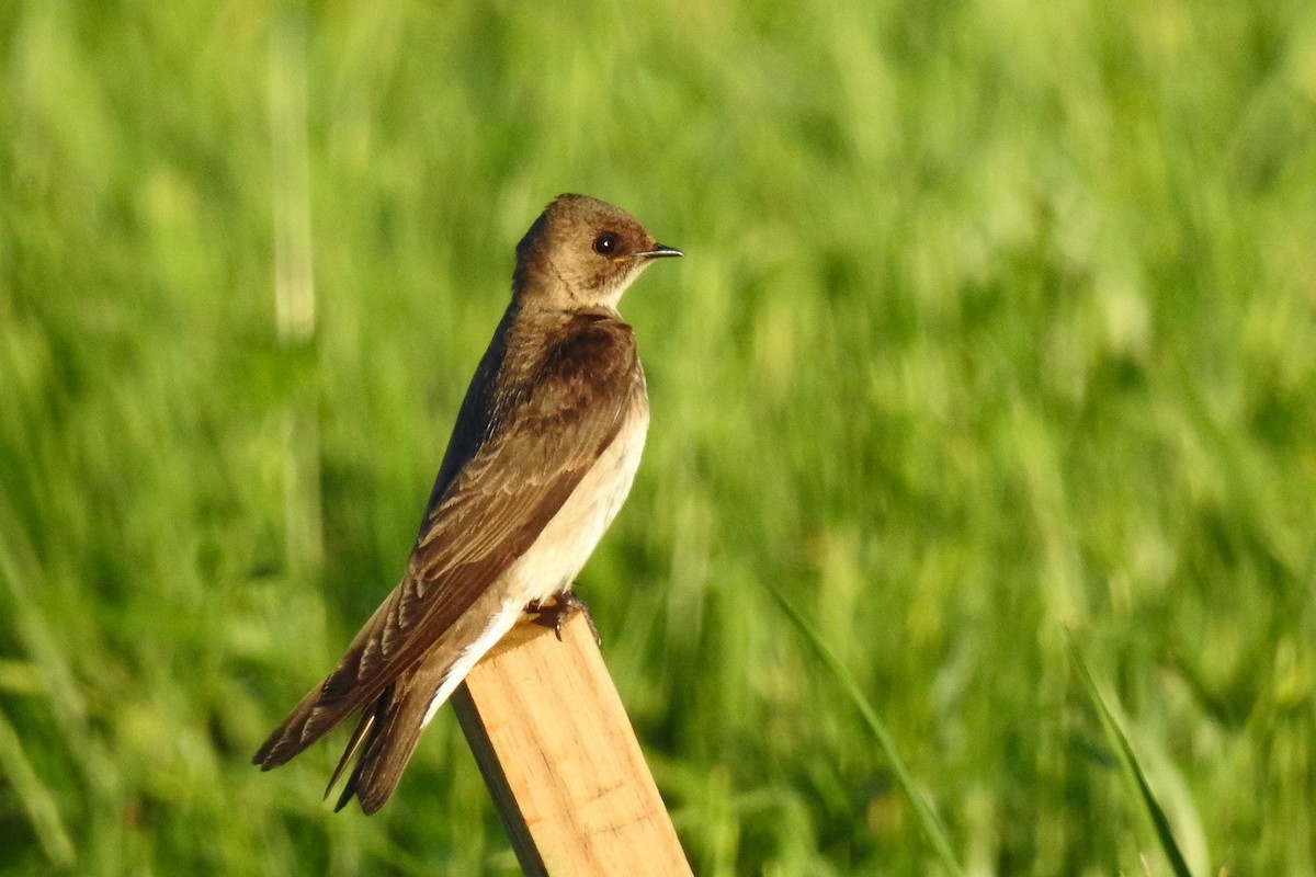 Northern Rough-winged Swallow - ML642827086
