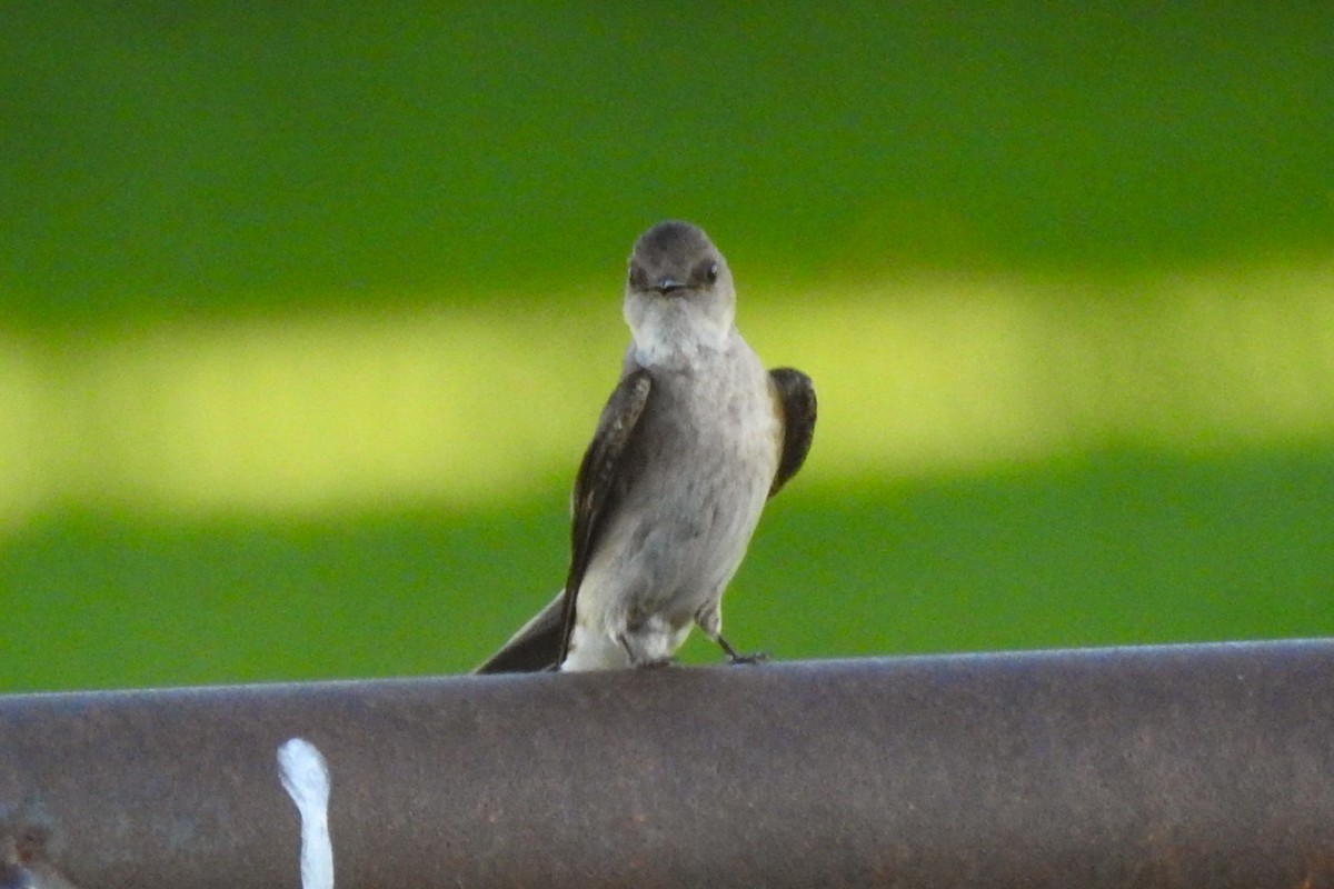 Northern Rough-winged Swallow - ML642827087