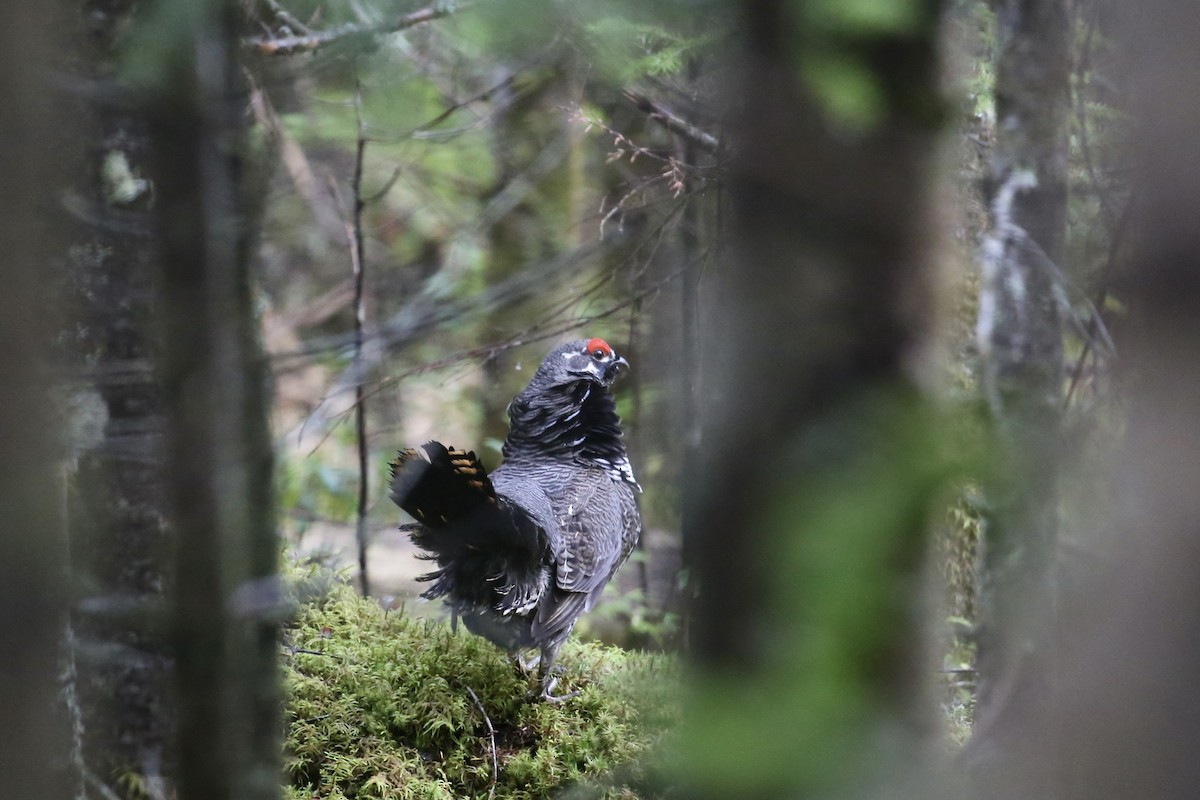 Spruce Grouse - ML642827091