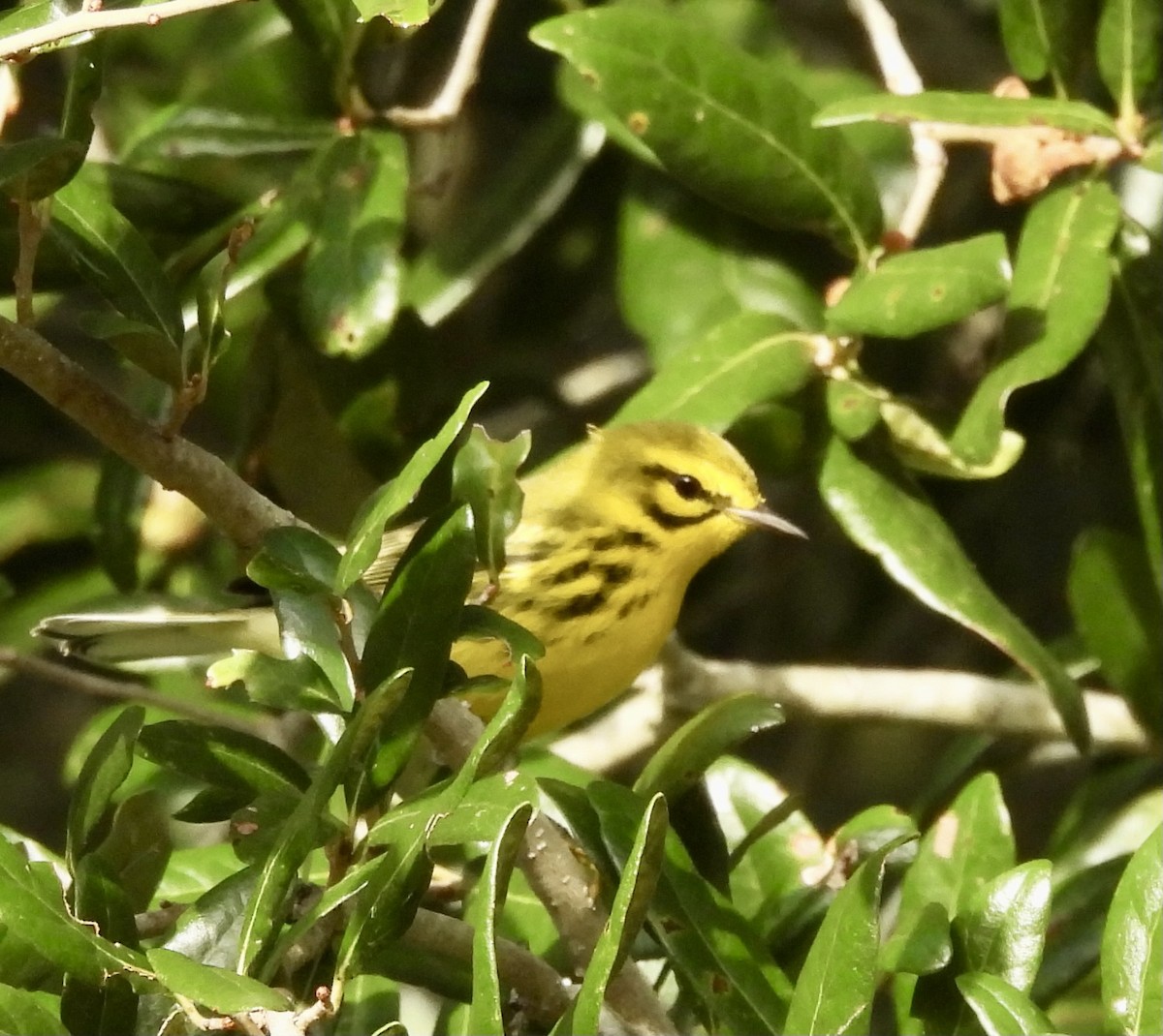 Prairie Warbler - ML642827094