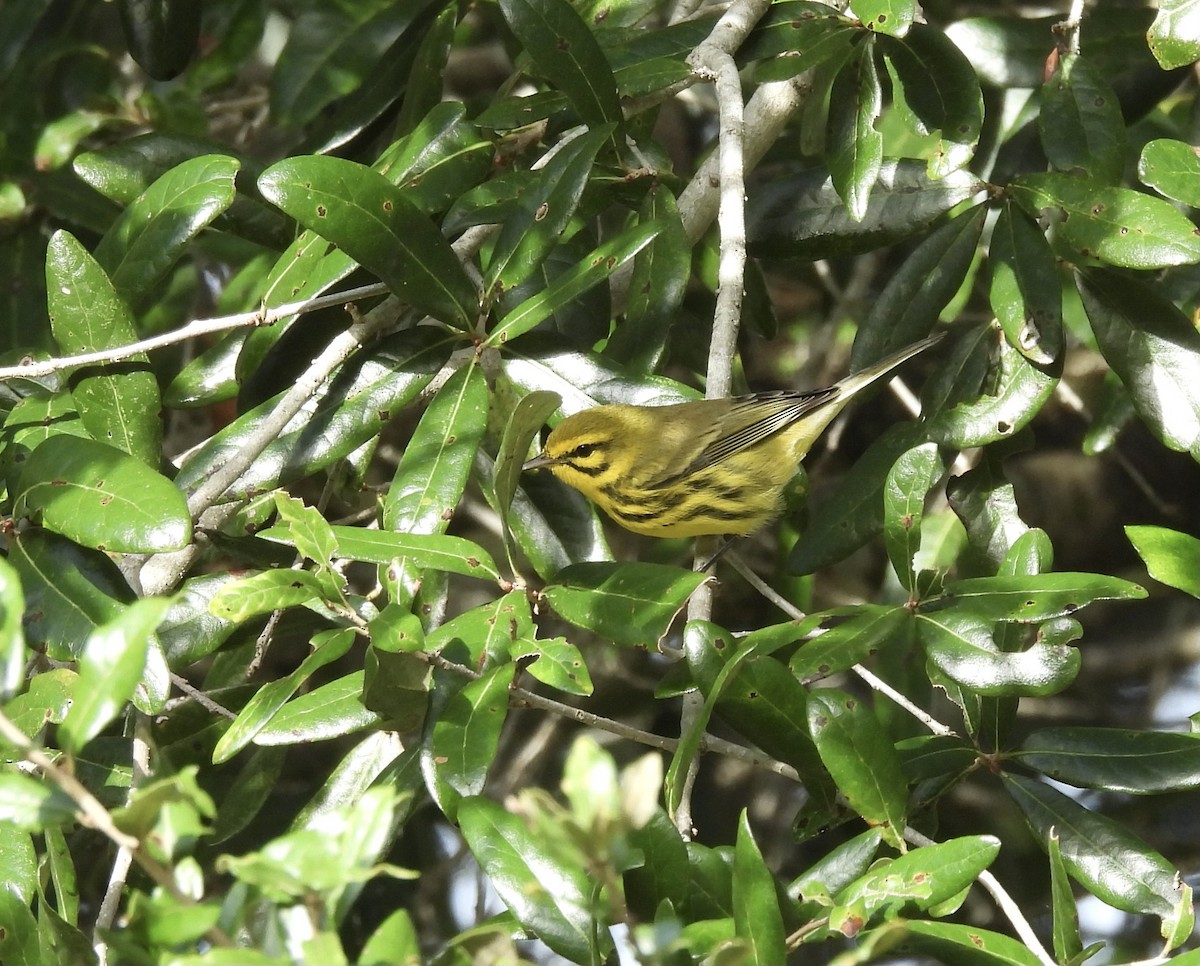 Prairie Warbler - ML642827095