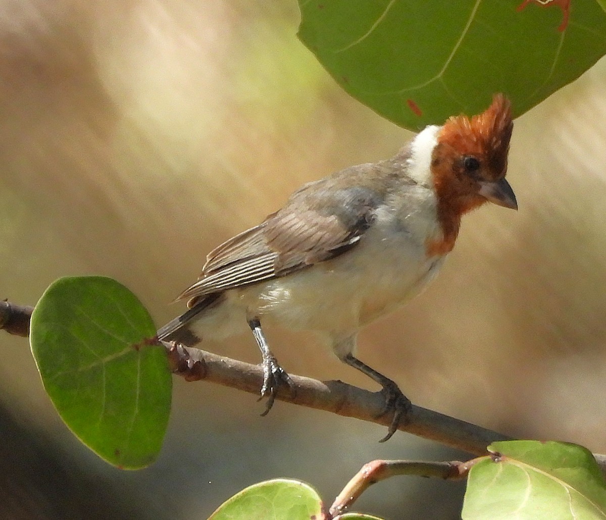 Red-crested Cardinal - ML642827096