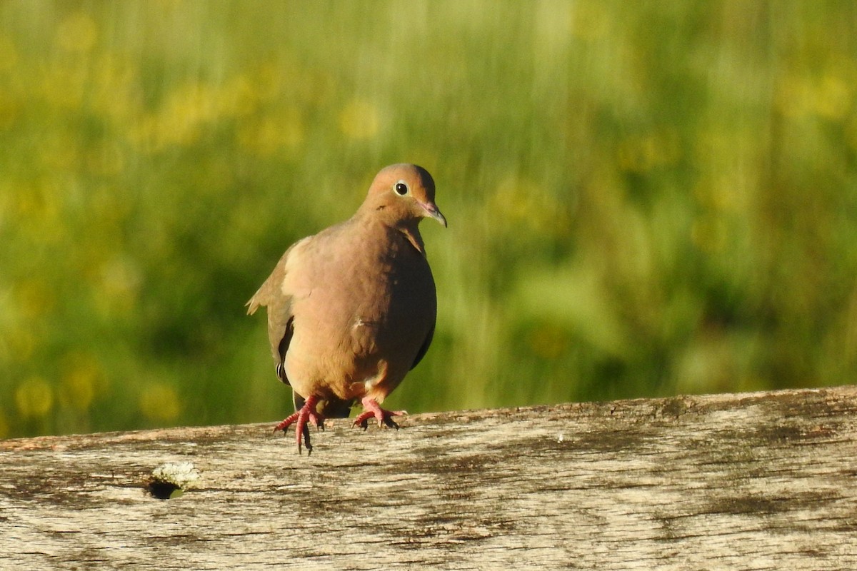 Mourning Dove - ML642827101
