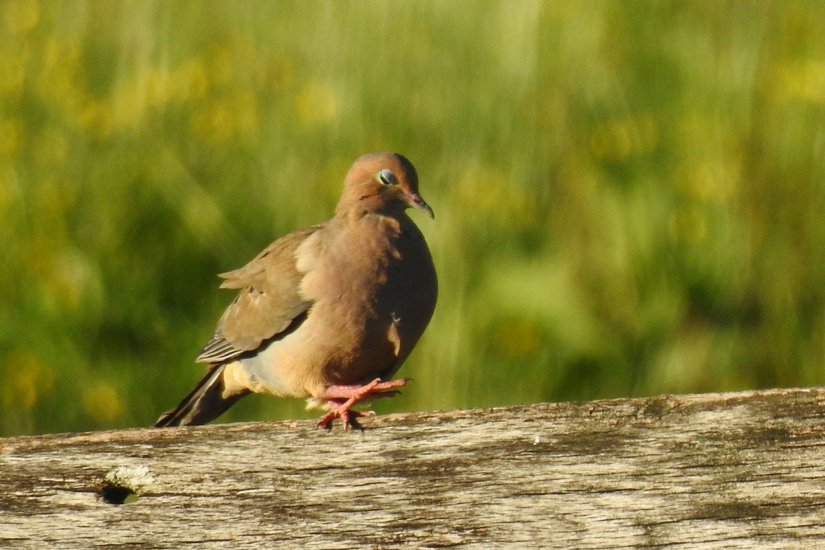 Mourning Dove - ML642827102