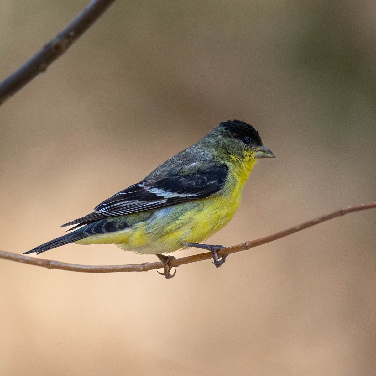 Lesser Goldfinch - ML642827112